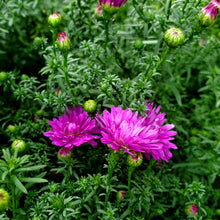 Load image into Gallery viewer, Aster Marie III™ - Michaelmas Daisy
