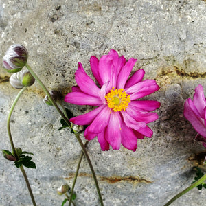 Anemone hupehensis var. japonica 'Pamina' - Pamina Japanese Anemone
