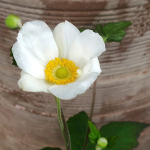 Anemone x hybrida 'Honorine Jobert' - Honorine Jobert Japanese Anemone