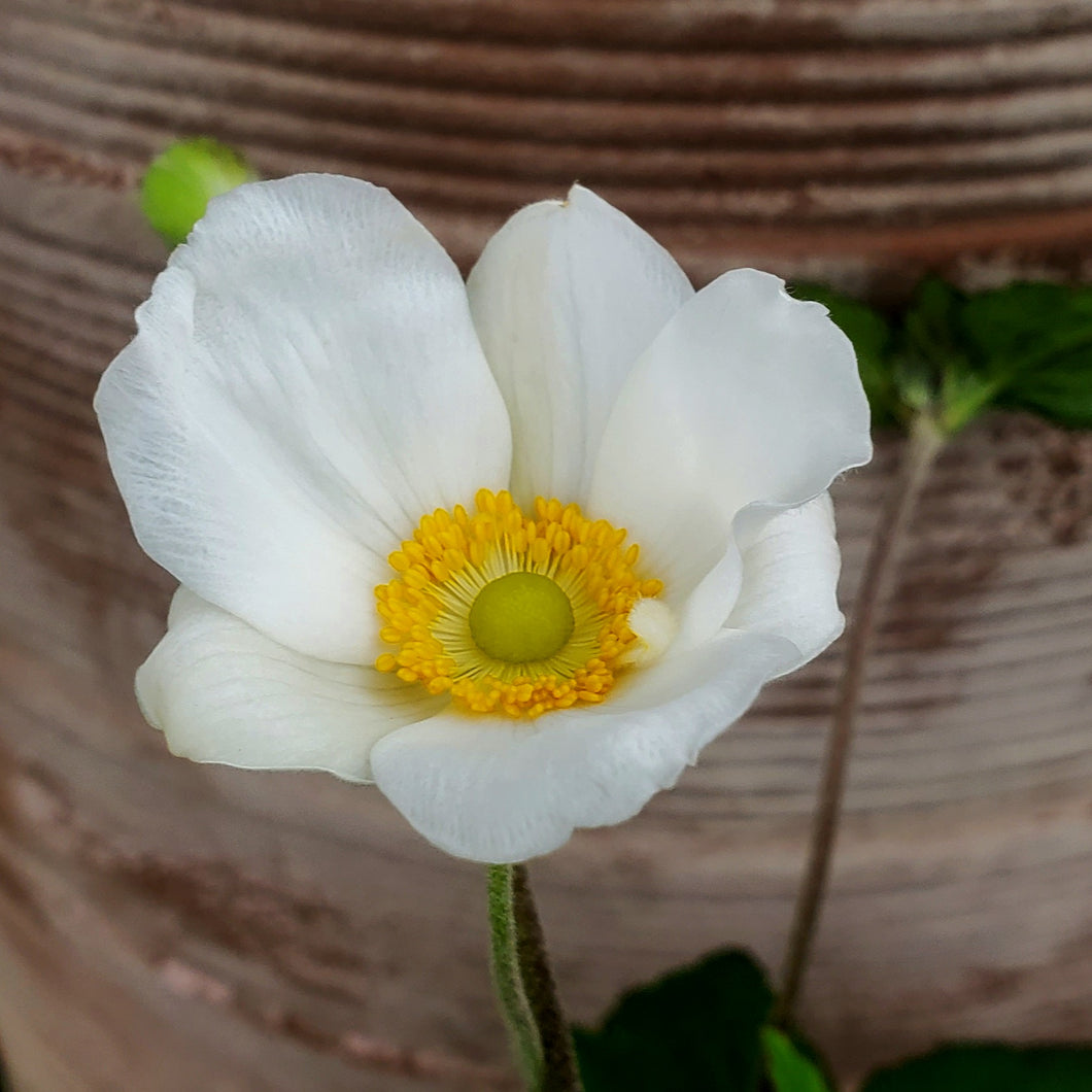 Anemone x hybrida 'Honorine Jobert' - Honorine Jobert Japanese Anemone