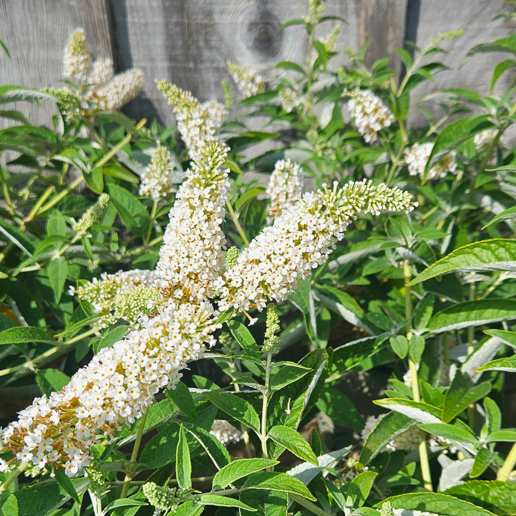 Buddleia 'Little Angel' - Little Angel Butterfly Bush Humdinger® Collection