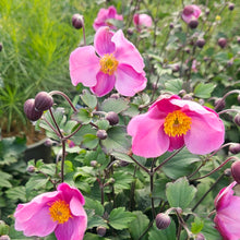 Load image into Gallery viewer, Anemone x hybrida &#39;Lucky Charm&#39; - Lucky Charm Anemone
