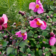 Load image into Gallery viewer, Anemone x hybrida &#39;Lucky Charm&#39; - Lucky Charm Anemone
