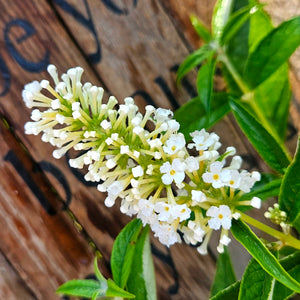Buddelia Humdinger® Little Angel - Humdinger® Little Angel Butterfly Bush