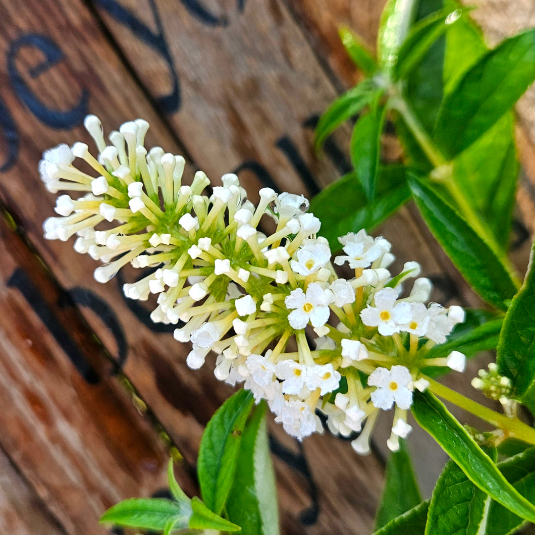 Buddelia Humdinger® Little Angel - Humdinger® Little Angel Butterfly Bush