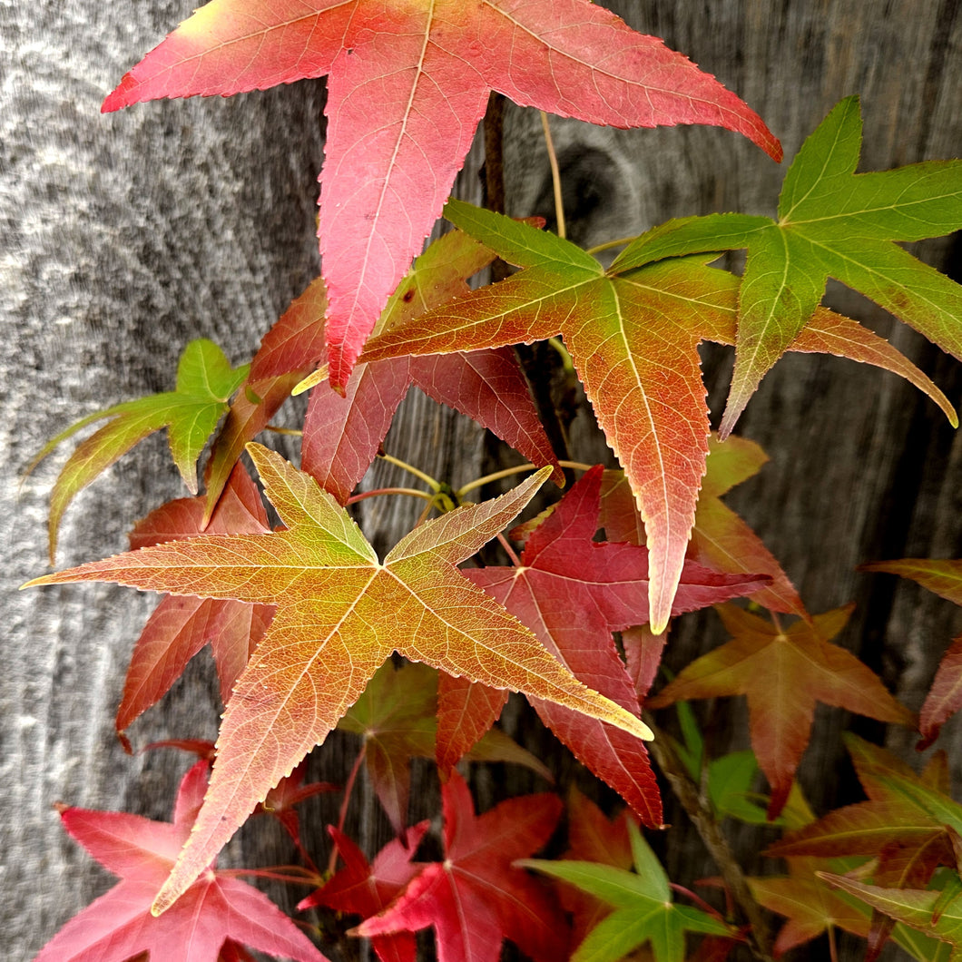 Liquidambar styraciflua 'Slender Silhouette' - Slender Silhouette Sweetgum