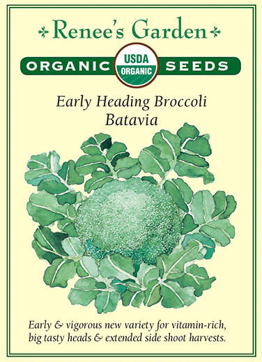 Broccoli Batavia Organic