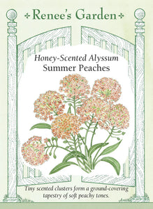 Alyssum Summer Peaches