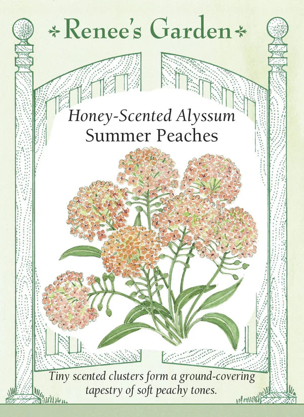 Alyssum Summer Peaches