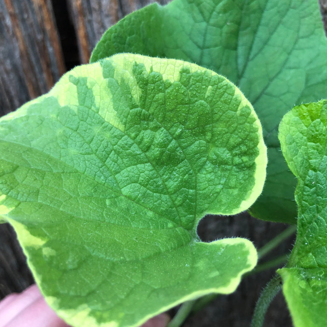 Brunnera macrophylla 'Hadspen Cream' - Variegated Siberian Bugloss