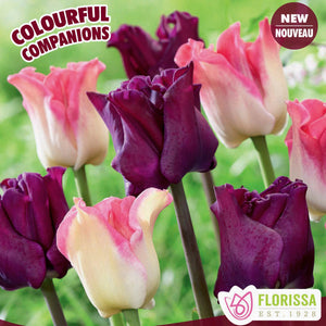 Tulip, Coronette (Crown) - Reigning Success