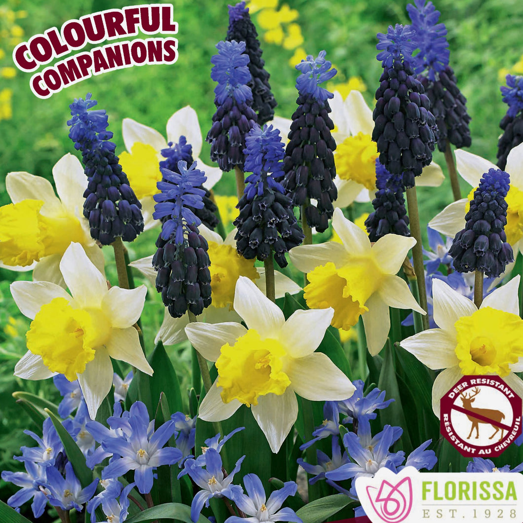 Colourful Companions - Spring Cheer