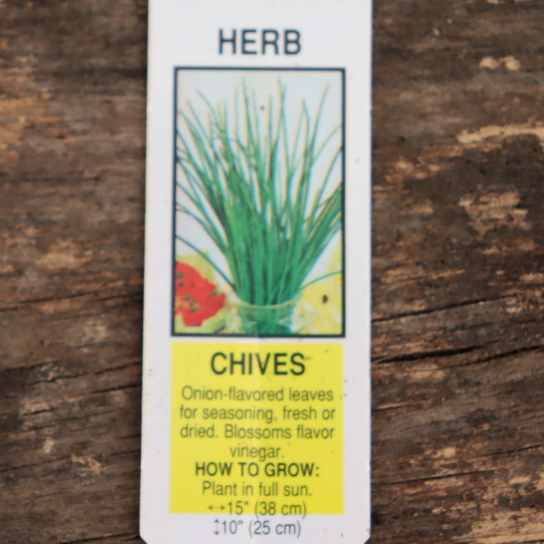 Chives - Allium Schoenoprasum