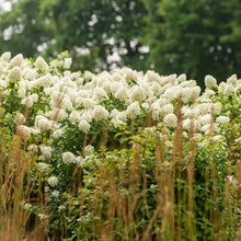 Load image into Gallery viewer, Hydrangea paniculata - Strawberry Sundae® Panicle Hydrangea
