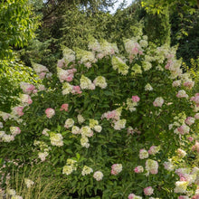 Load image into Gallery viewer, Hydrangea paniculata - Strawberry Sundae® Panicle Hydrangea
