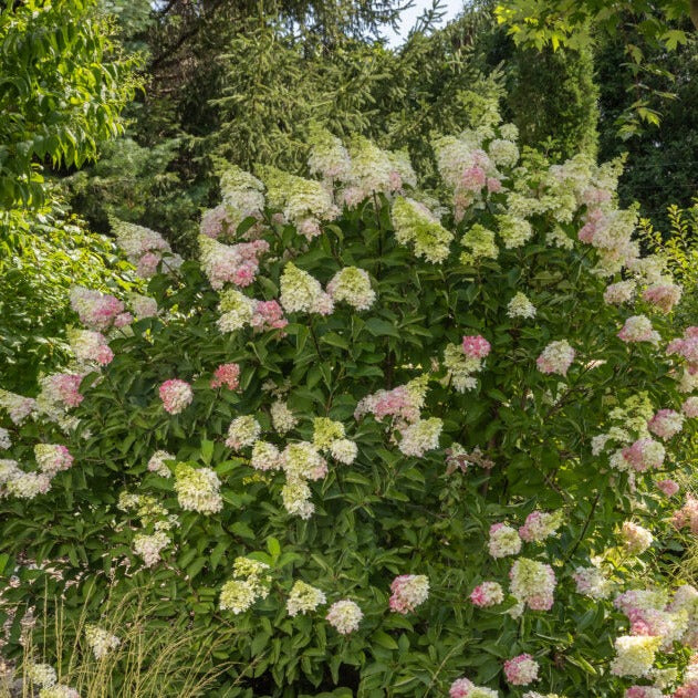 Hydrangea paniculata - Strawberry Sundae® Panicle Hydrangea