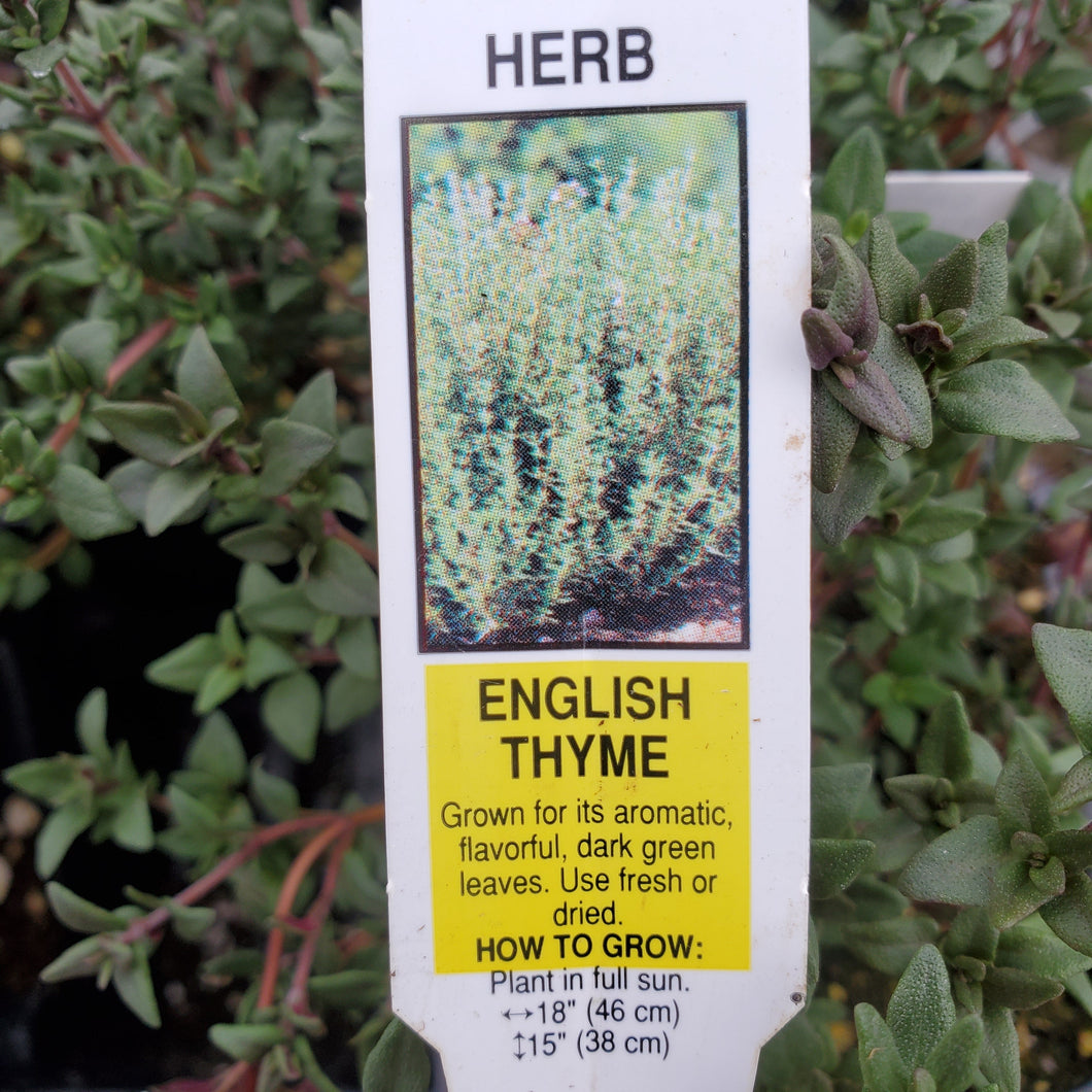 Thyme - English