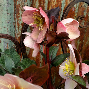 BRN Pink Frost Hellebore
