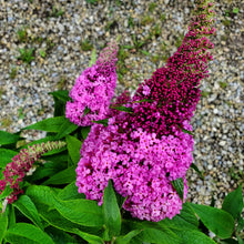 Load image into Gallery viewer, Buddleia - Pugster Pinker® Butterfly Bush
