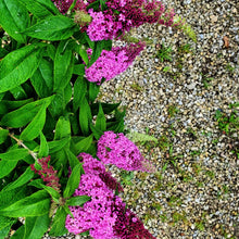 Load image into Gallery viewer, Buddleia - Pugster Pinker® Butterfly Bush
