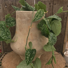 Load image into Gallery viewer, Planter Zuma Antico Terracotta
