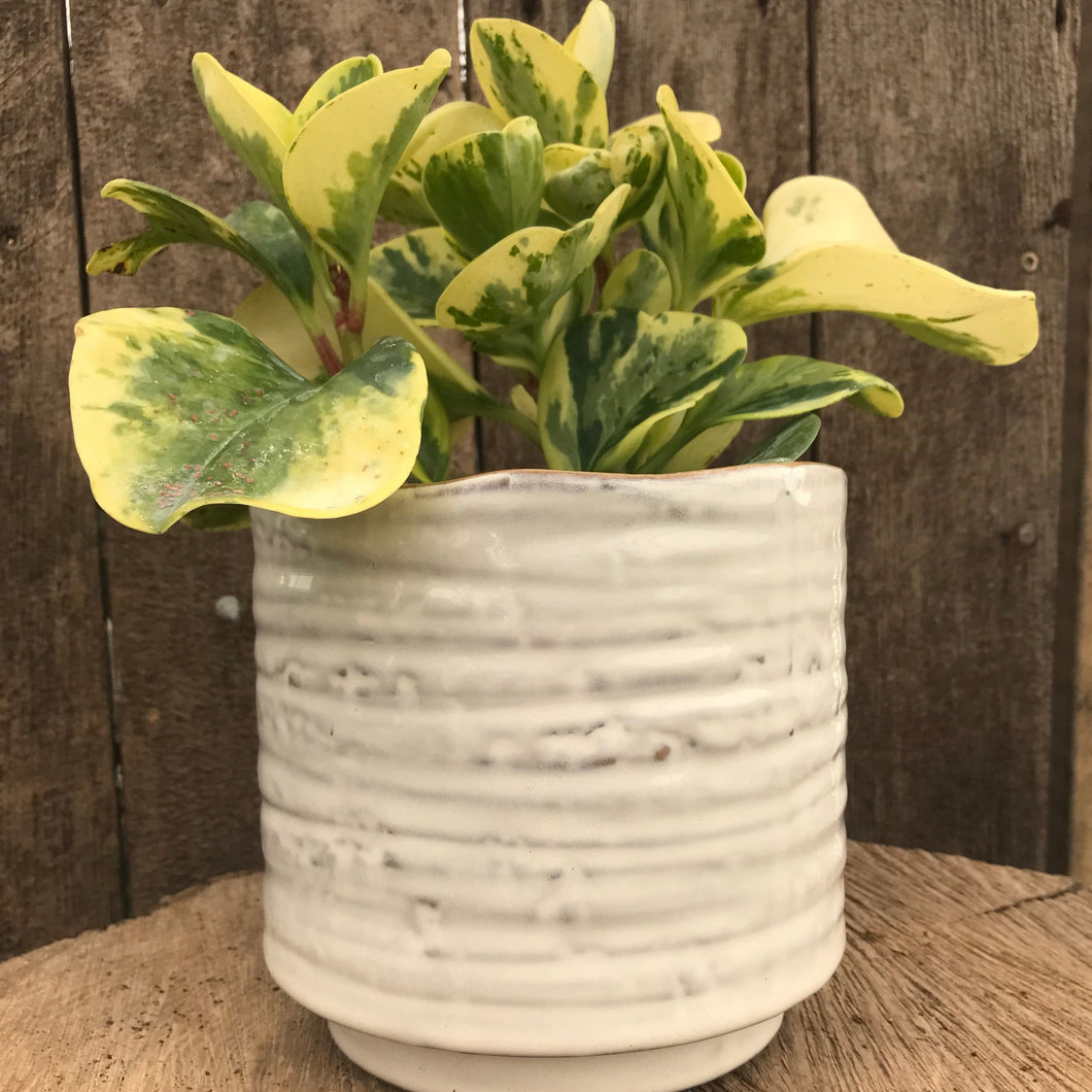 Ceramic Rip Pot Cover