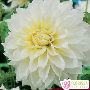 Dahlia - Dinnerplate - Fleurel