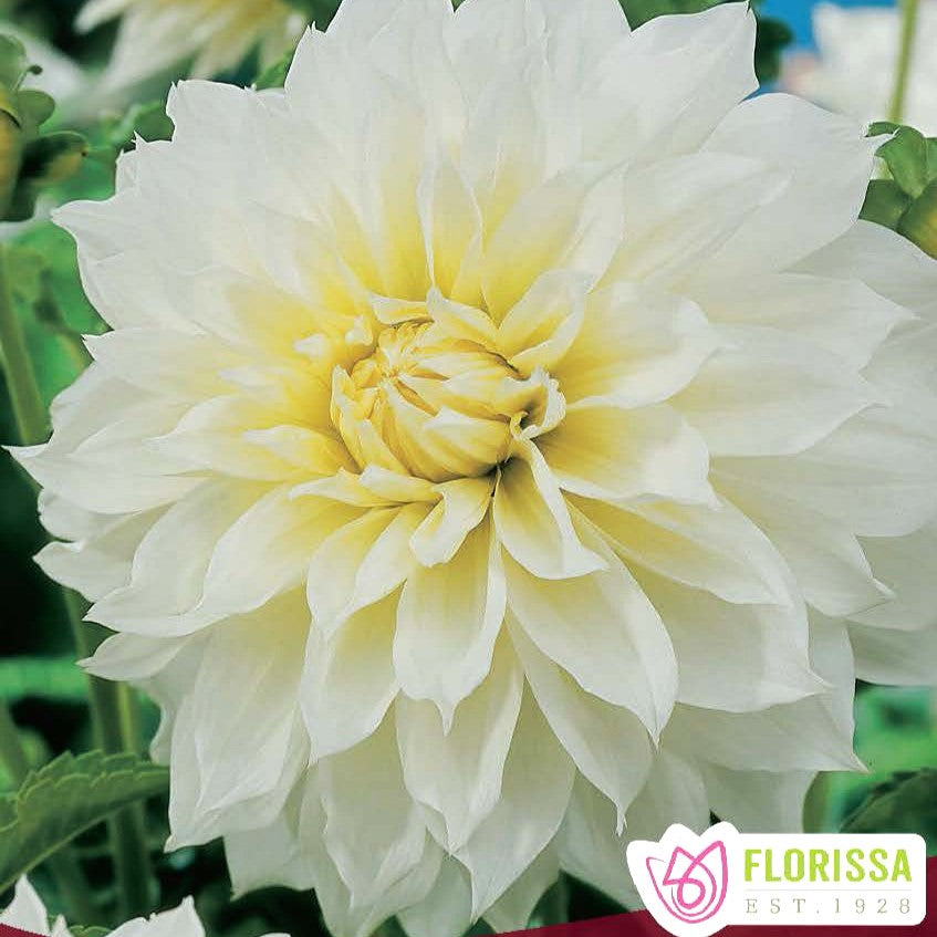 Dahlia - Dinnerplate - Fleurel
