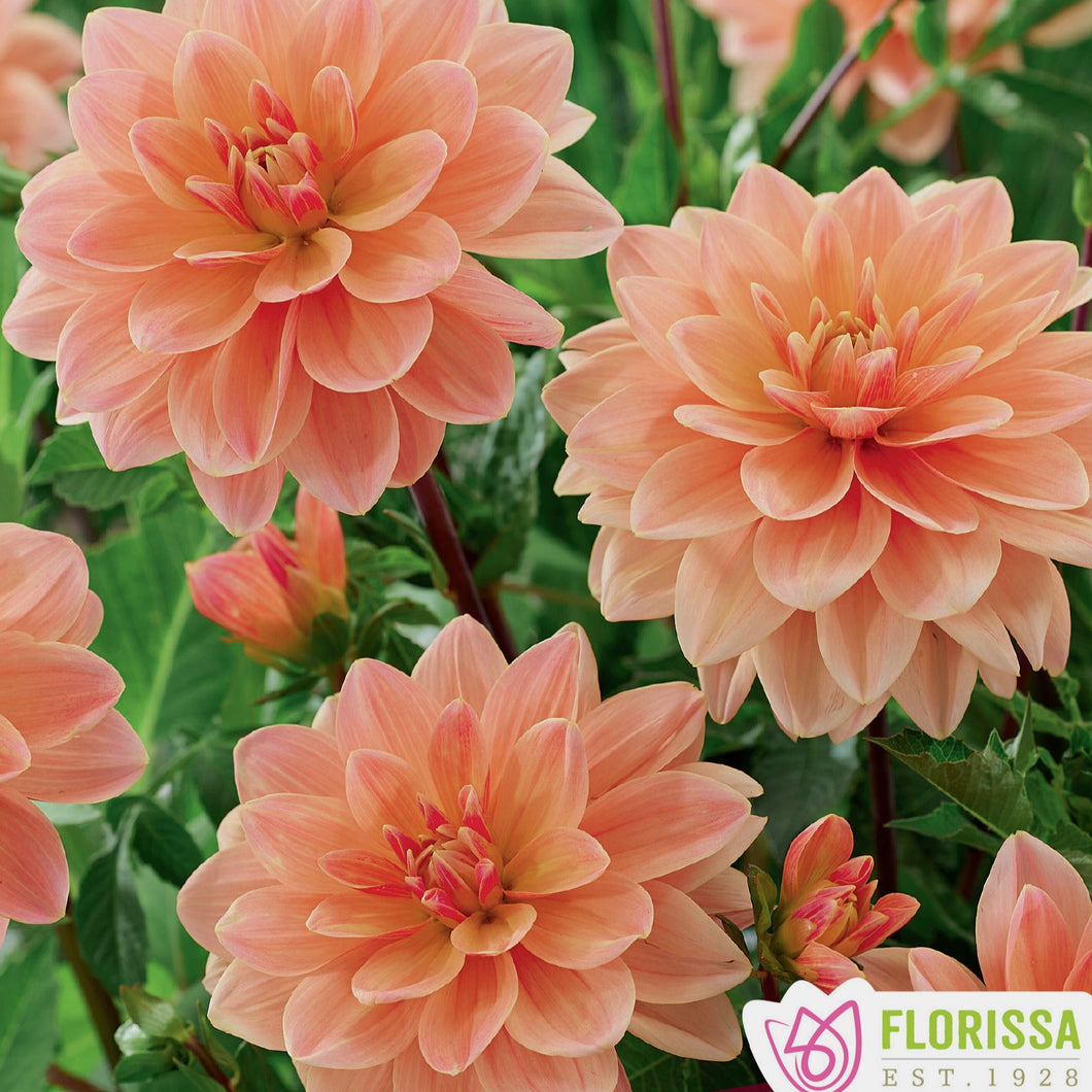 Dahlia - Novelty - Waterlily - Mister Frans