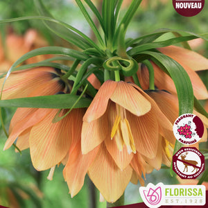 Fritillaria, Crown Imperial - Early Fantasy
