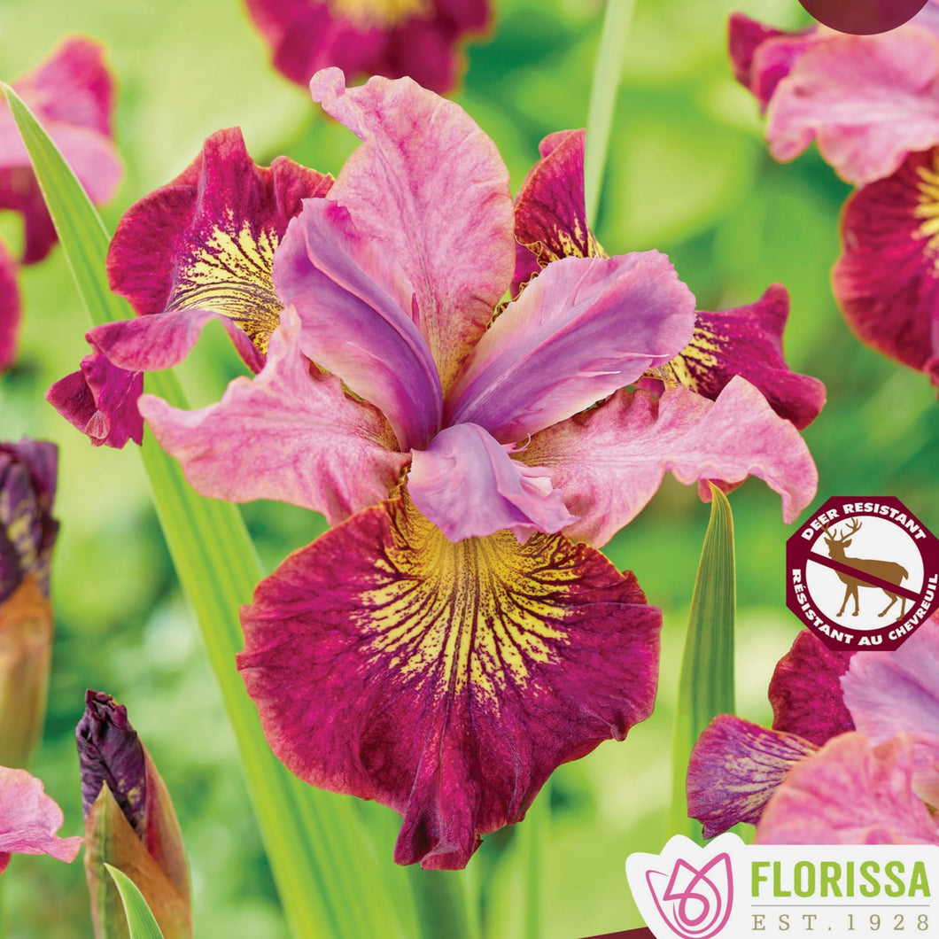 Iris - Siberian - Miss Apple