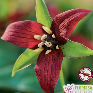 Trillium erectum - Red Trillium