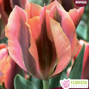 Tulip, Viridiflora (Green Flamed) - Artist 12+