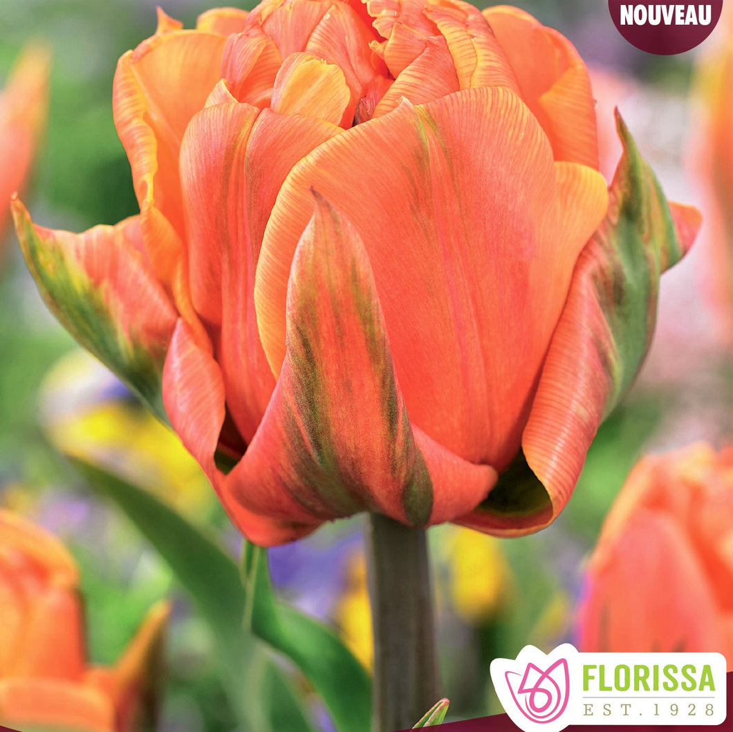 Tulip, Double Peony - Freeman 12+