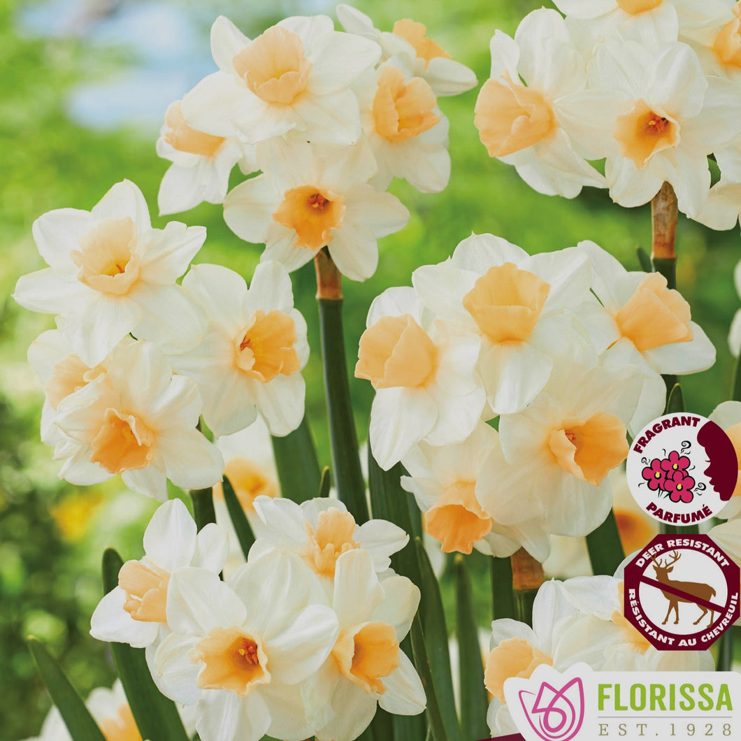 Daffodil/Narcissi, Rockgarden - Kapiti Peach 12+