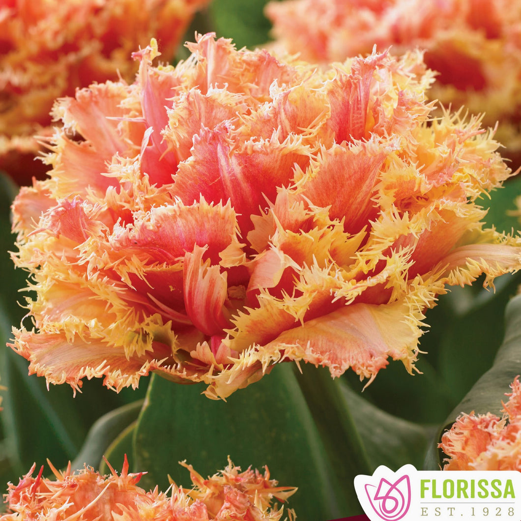 Tulip, Fringed - Brisbane 12+