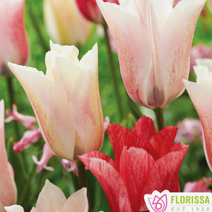 Tulip, Triumph - Karate 12+