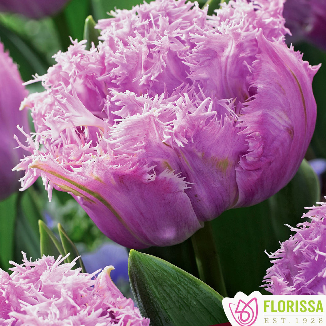Tulip, Fringed - Newcastle 12+