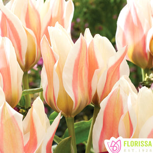 Tulip, Greigii - Serano 1
