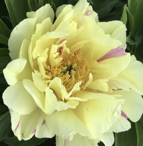 Paeonia ‘Lemon Dream’ - Lemon Dream Itoh Peony