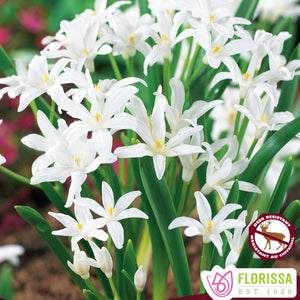 (Early) Chionodoxa 'Alba' - Glory of the Snow