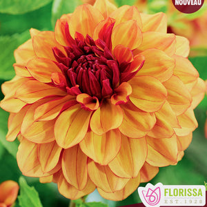 Dahlia - Decorative - Creme de Cognac
