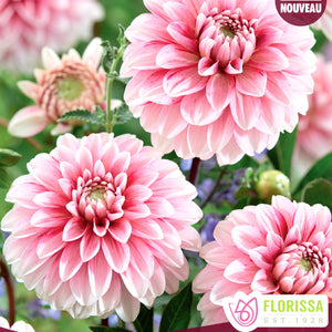 Dahlia - Decorative - Strawberry Cream