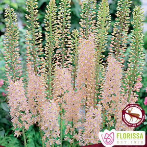 Eremurus, Foxtail Lily - Pink
