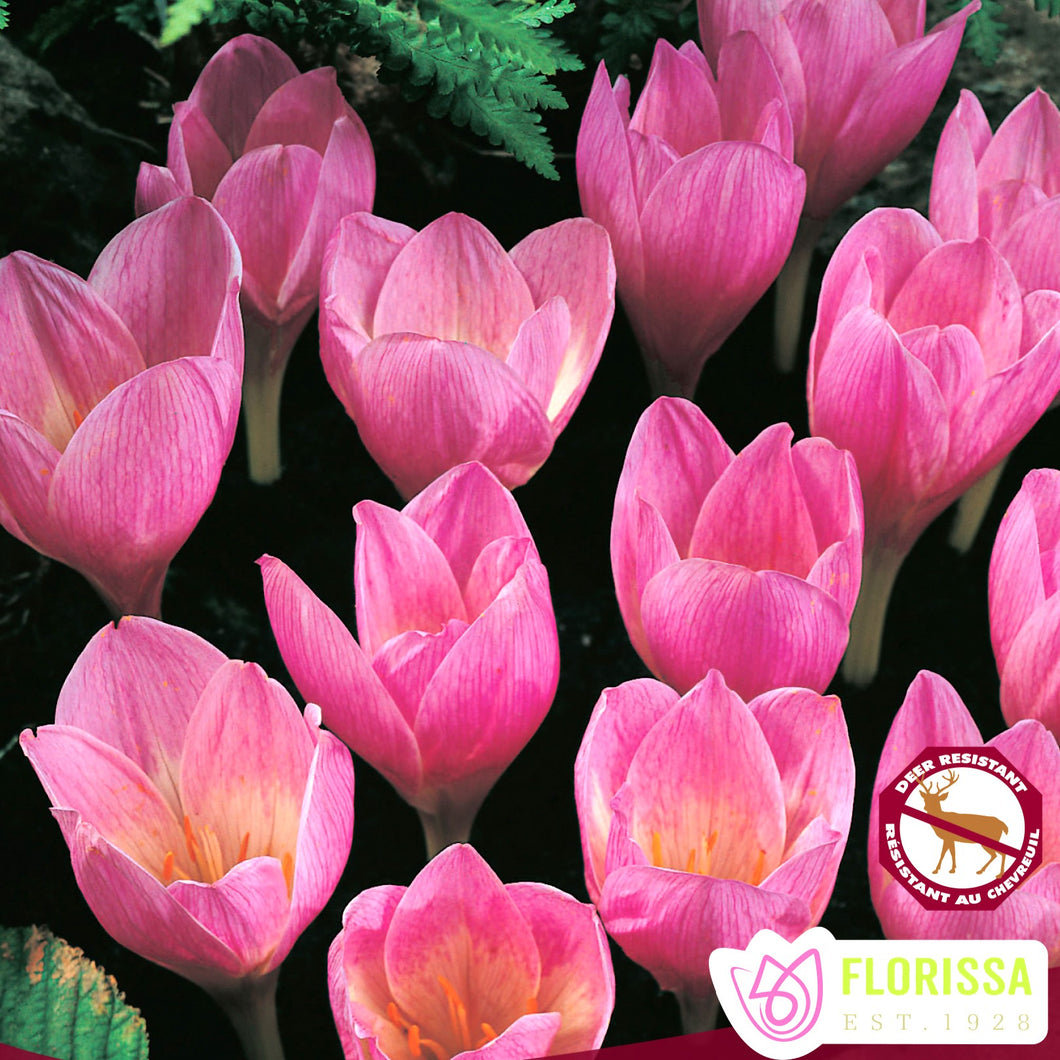 Crocus, Fall Flowering - Zonatus