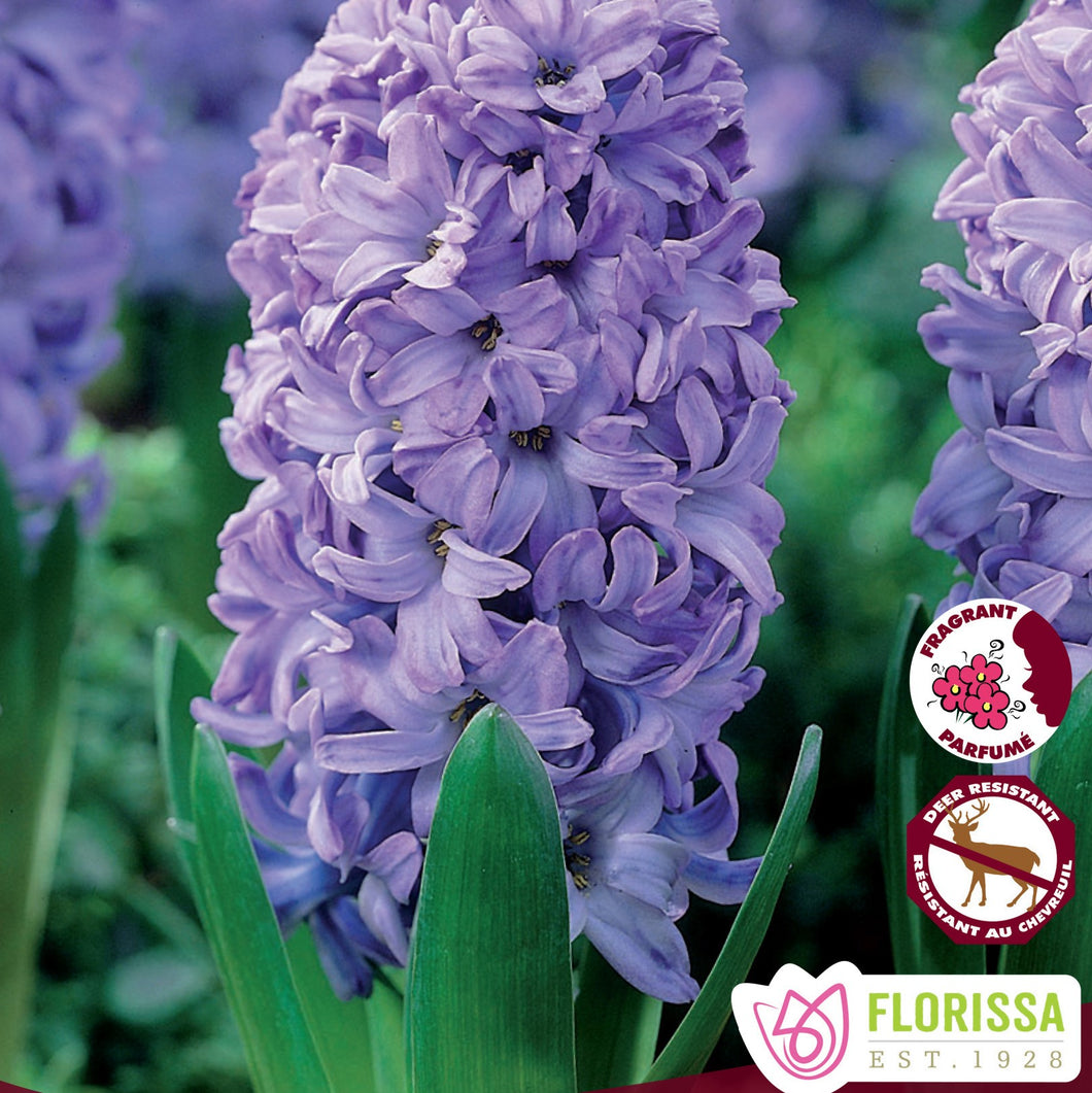 Hyacinth - Delft Blue 16/17