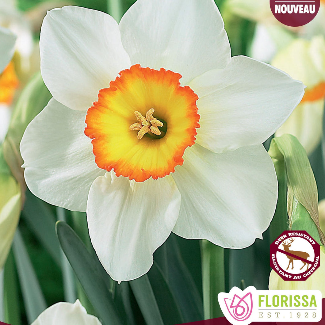 Daffodil/Narcissi, Cupped - Flower Record 12+