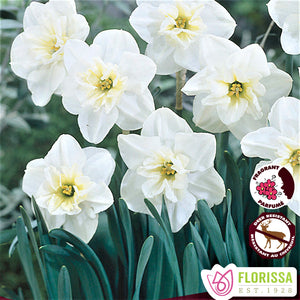 Daffodil/Narcissi, Butterfly (Split-Corona) - Papillon Blanc 12+