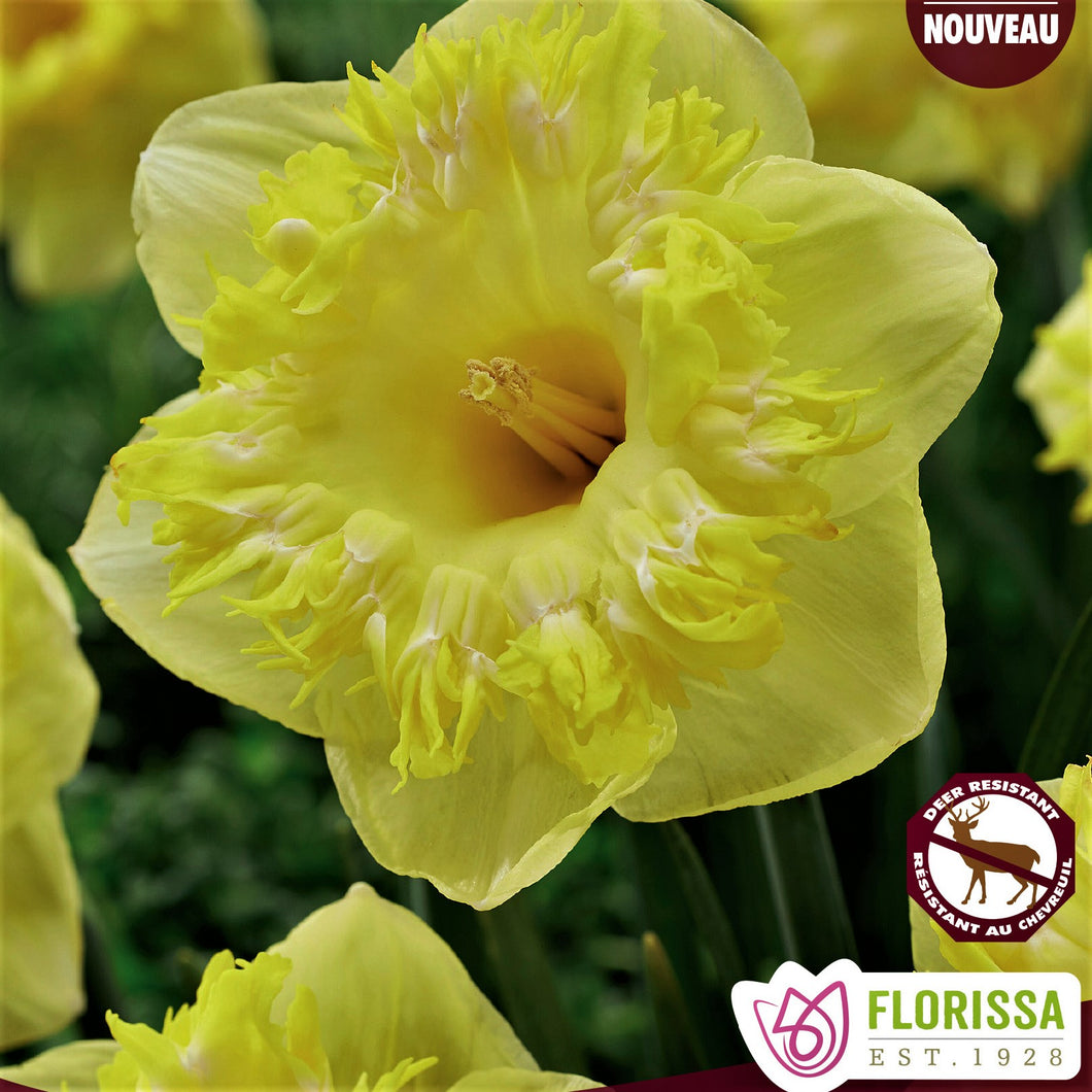 Daffodil/Narcissi, Cupped - Snowtip 12+