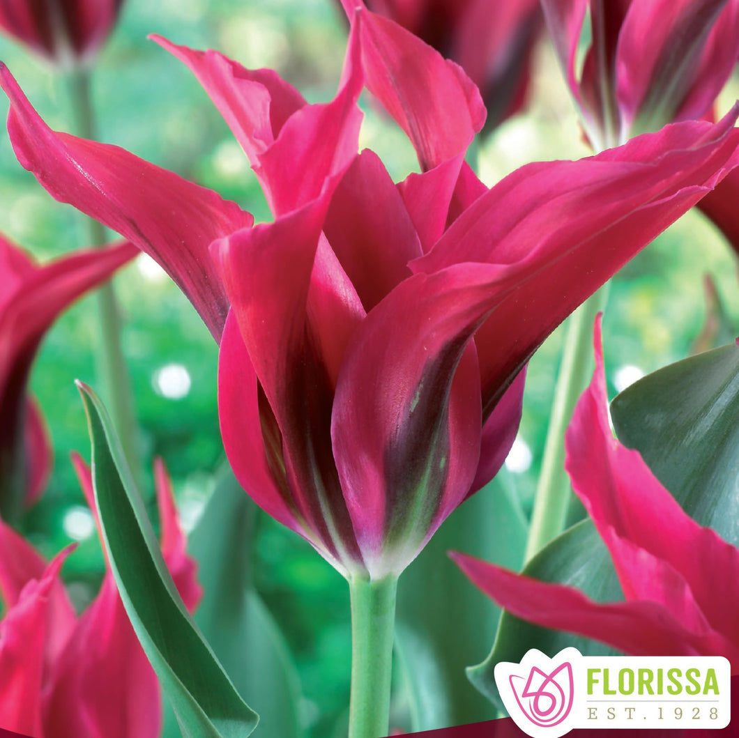 Tulip, Viridiflora (Green Flamed) - Doll's Minuet 12+